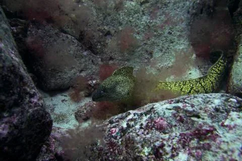 Great moray Stock Photos