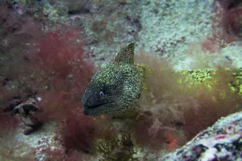 Great moray Stock Photos