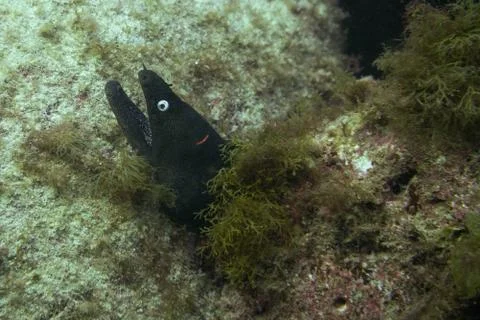 Great moray Stock Photos