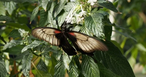Great Mormon butterfly close-up Stock Footage 124993101