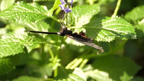 Great Mormon butterfly drinking nectar upside down- slow motion Stock Footage 96046973