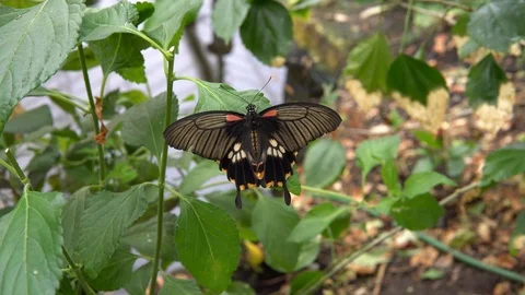 Great Mormon butterfly Stock Footage 89060360
