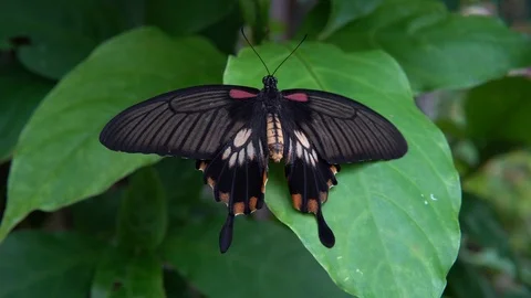 Great Mormon butterfly Video stock 89060384