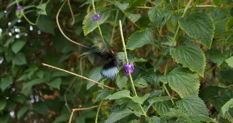 Great mormon butterfly Stock Footage 124993383