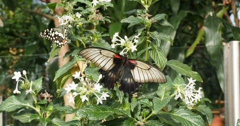 Great Mormon butterfly Stock Footage 124993400