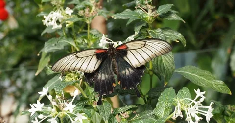 Great Mormon butterfly Stock Footage 124993426