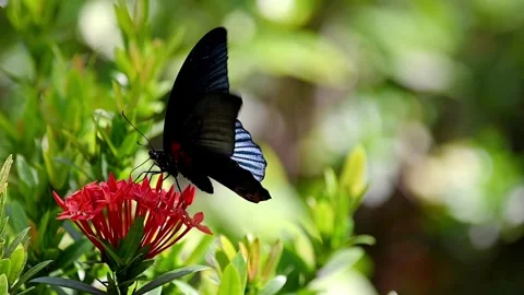 Great Mormon butterfly sucking nectar and finally flying away, slow motion 스톡 동영상 315946192