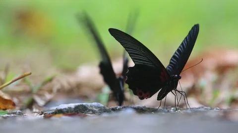 Great Mormon Stock Footage 252865549