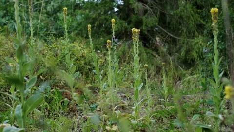 Great mullein flower. Stock Footage 231326037