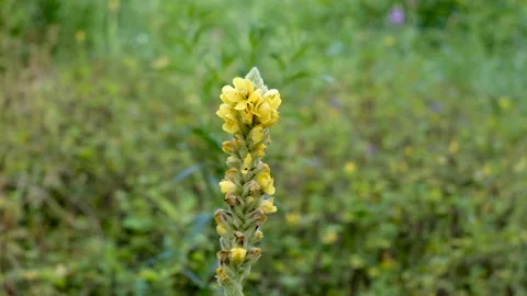 Great mullein flower. Stock Footage 231326048