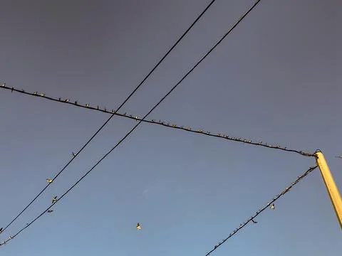 Great multitude of swallows perched on the cables and flying over the area Stock-Fotos