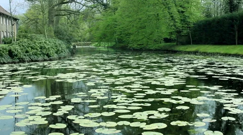 Great nature background with pool, leaves and bird sounds Stock Footage 63092475