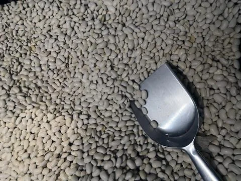 Great Northern Beans texture background. Also called white kidney beans, thes Stock Photos