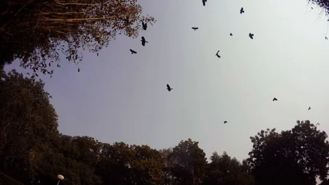 Great number of crows chaotically fly in sky ancient park Bikaner Stock Footage 90829040