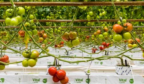 Great Nursery of Tomatoes Stock Photos