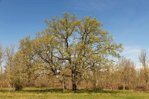 Great Oak Centennial 스톡 사진