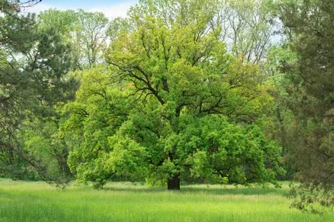 Great oak Stockfoto's