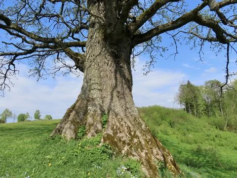 Great oak tree Stock Photos