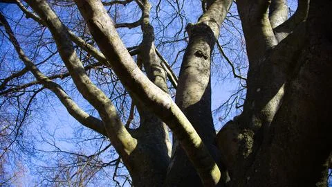 Great old tree in the park in spring Stock Photos