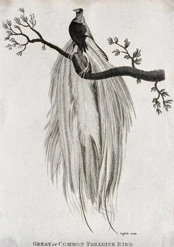 A Great or Common Paradise Bird sitting on a branch of a tree. Etching by M.. Stock Illustration