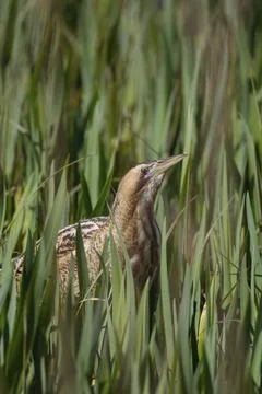 Great or Eurasian bittern (Botaurus stellaris) adult bird in a reedbed, RSPB Stock Photos