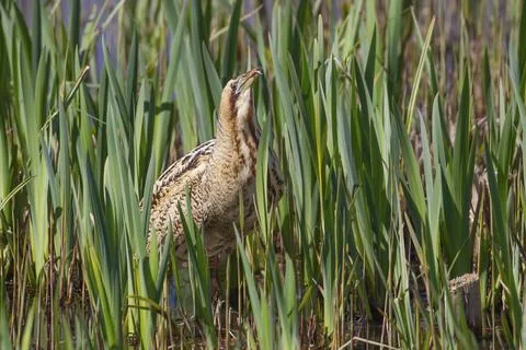 Great or Eurasian bittern (Botaurus stellaris) adult bird in a reedbed, RSPB Stock Photos