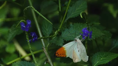 Great orange-tip butterfly Stock Footage 135062947