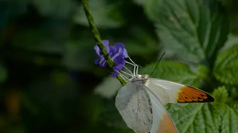 Great orange tip butterfly hangs from a purple flower- macro 4K Stock Footage