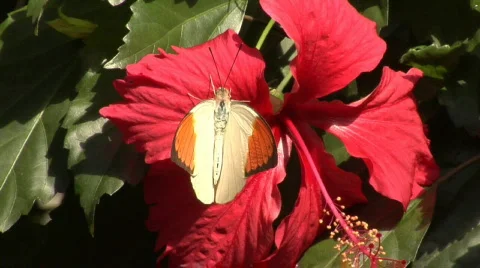 Great Orange Tip Butterfly (Hebomoia Glaucippe) Stock Footage