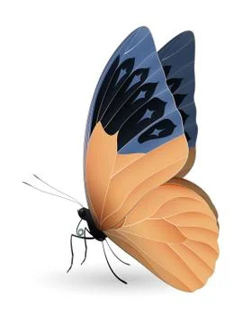 Great orange tip butterfly isolated on a white 스톡 일러스트