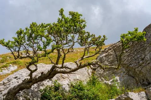 Great Orme headland Stock Photos