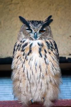 Great owl looking at the camera Stock Photos