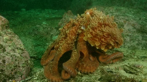 Great pacific octopus crawls across sea floor Stock Footage 111267937
