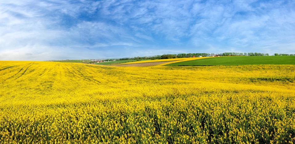 Great panoramic view of waves Rape Field Stock Photos
