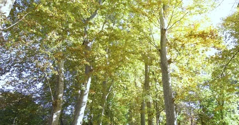 Great path in public park of Aranjuez Stock Footage 82366595