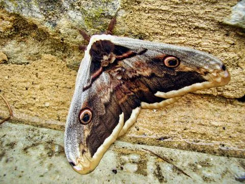 Great Peacock Moth Stock Photos
