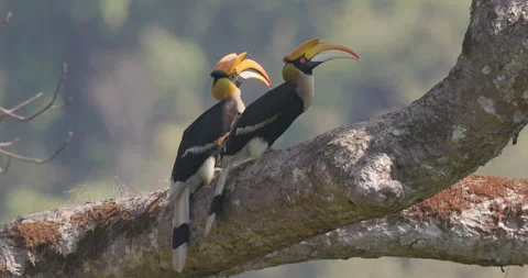 Great Pied Hornbill pair sharing fig on rainforest bough; detailed slow motion Stock Footage 346104075