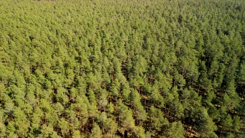Great pine forest from a bird's eye view Stock Footage 304536166