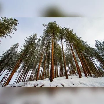 Great pines Stock Photos