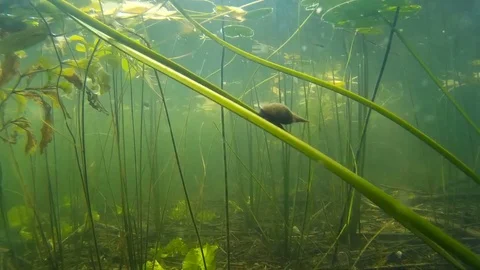 The great pond snail, crawling under water Видео 79629805