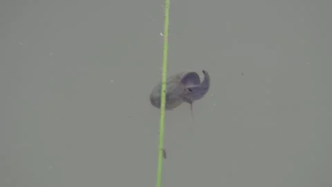 A Great Pond Snail Stock Footage 314613391