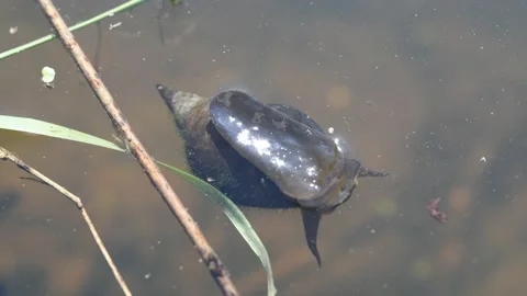 Great pond snail (Lymnaea stagnalis) crawling on the botom of water surface Stock Footage