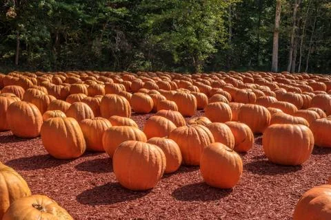 The great pumpkin patch Stock Photos