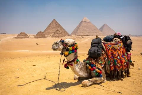 The Great pyramid with camel Stock Photos