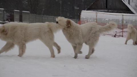 Great Pyrenees Dog Stock Footage 101346413