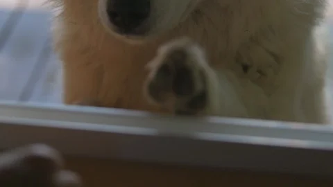 Great pyrenees dog open window begging for food funny slow motion Stock Footage 129171141
