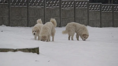 Great Pyrenees Dog running through the snow Stock Footage 101346420