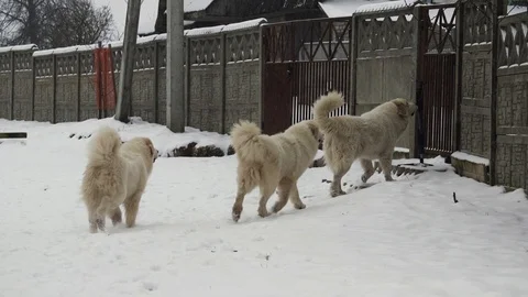 Great Pyrenees dogs in the yard Stock Footage 101346398