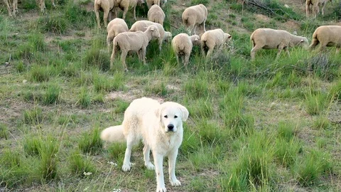 Great Pyrenees mountain dog guarding her flock of sheep in Provence France Stock Footage