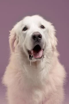 A great pyrenees pants as shoe string drool drops from his mouth. Stock Photos